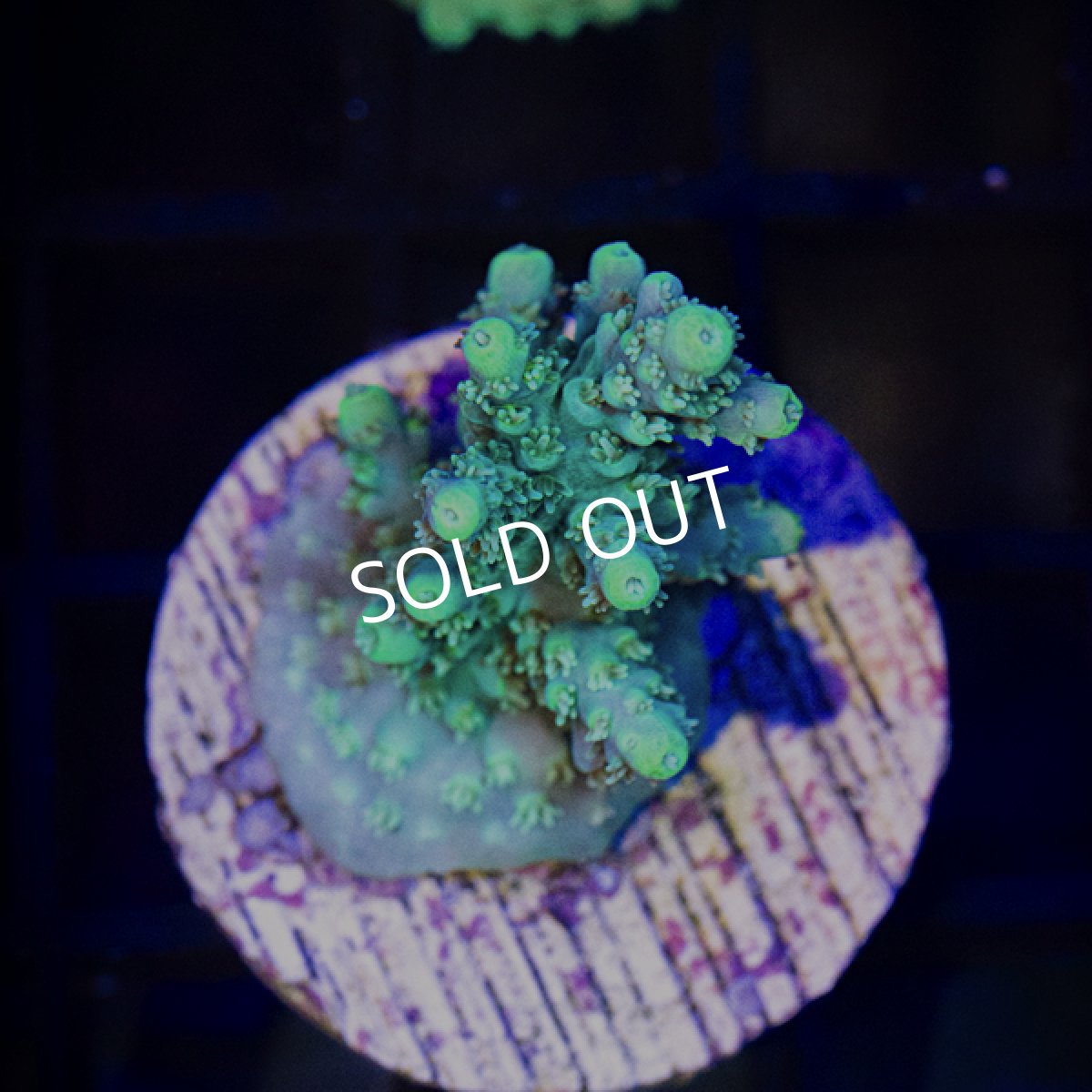 画像2: ■SALE■CE Acro　Horrida GreenTip (2)