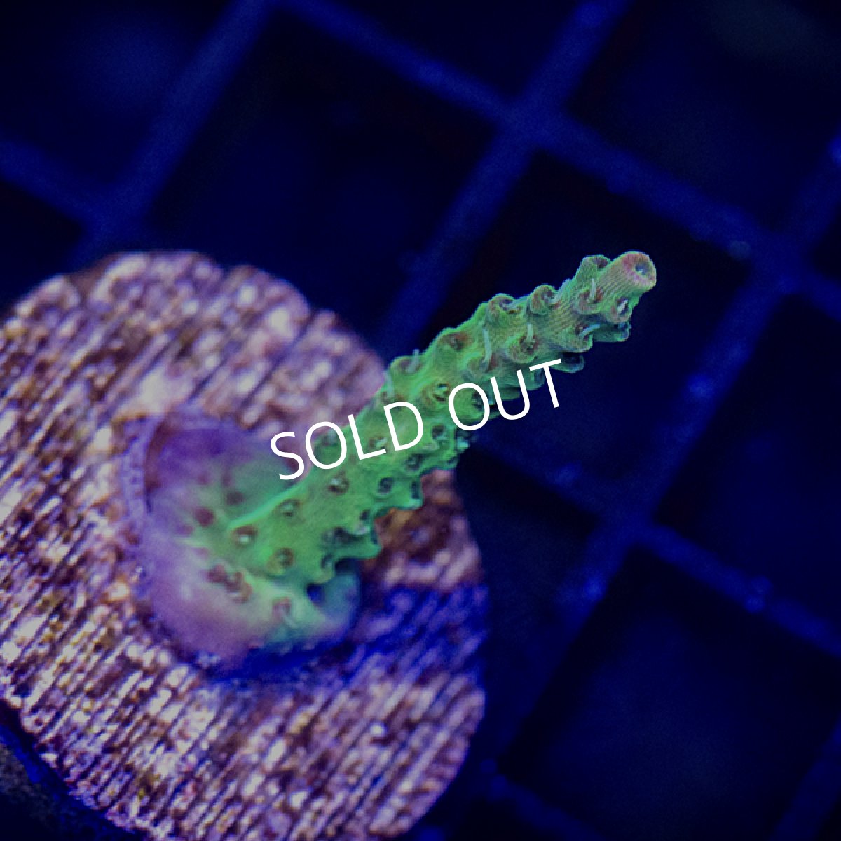 画像2: ■SALE30%OFF■ CE Acro Orange Tip Lemonade (2)