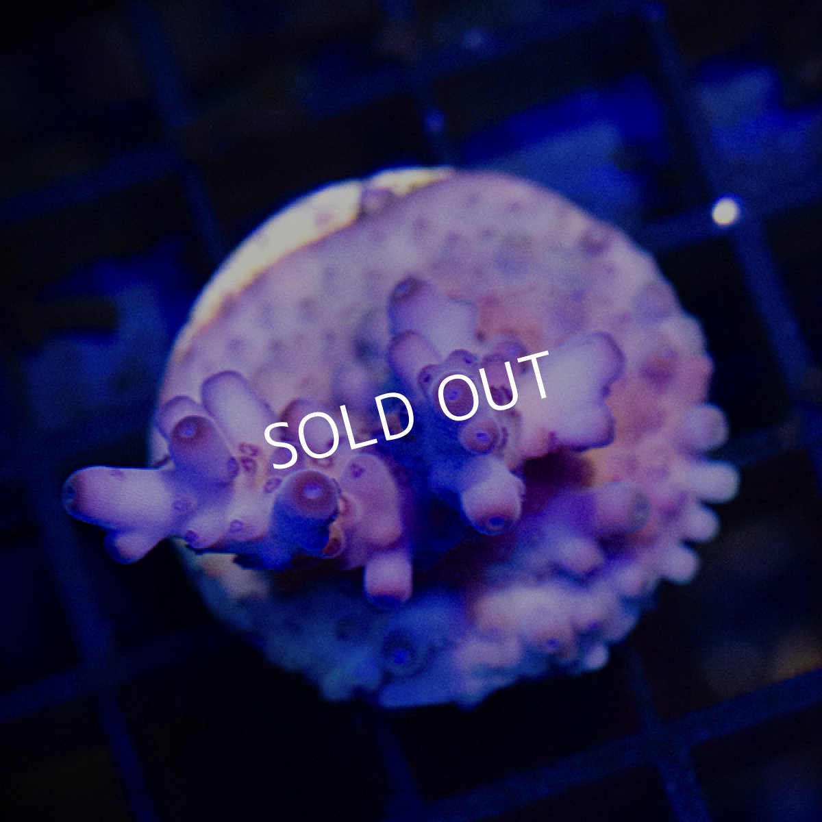 画像3: ■SALE■CE Acro Loripes Purple(N’s Crazy Sexy) (3)