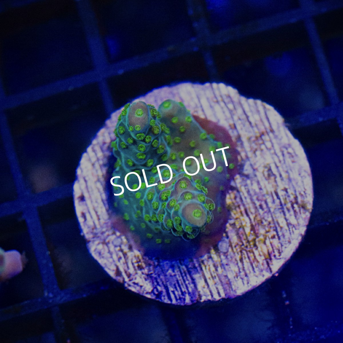 画像2: ■SALE30%OFF■ CE Acro Ying Yang (2)