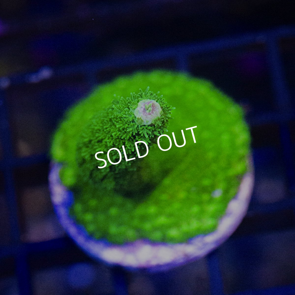 画像2: ■SALE■CE Acro　Aspera Green (2)