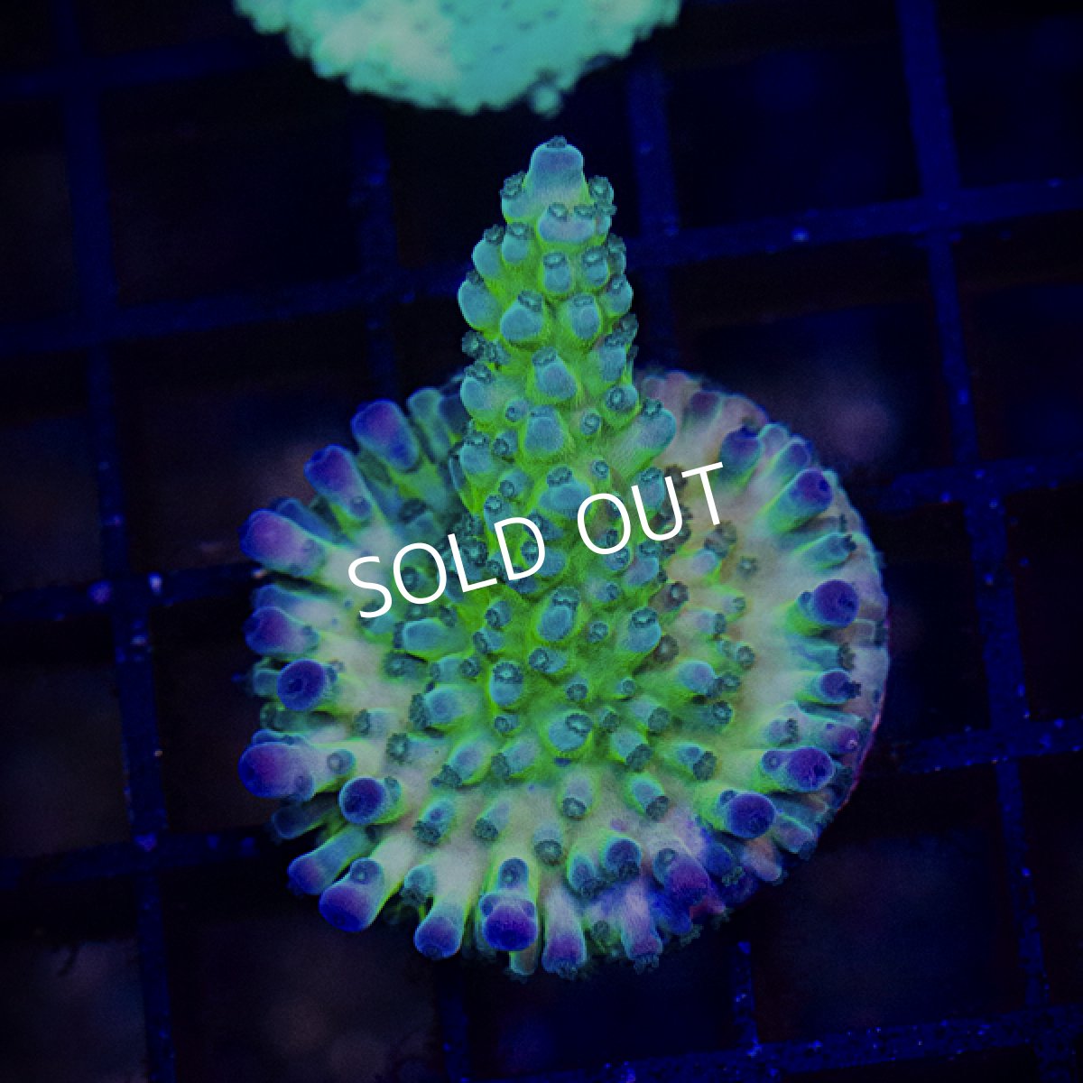 画像2: ■SALE■CE Acro Tortuosa (2)