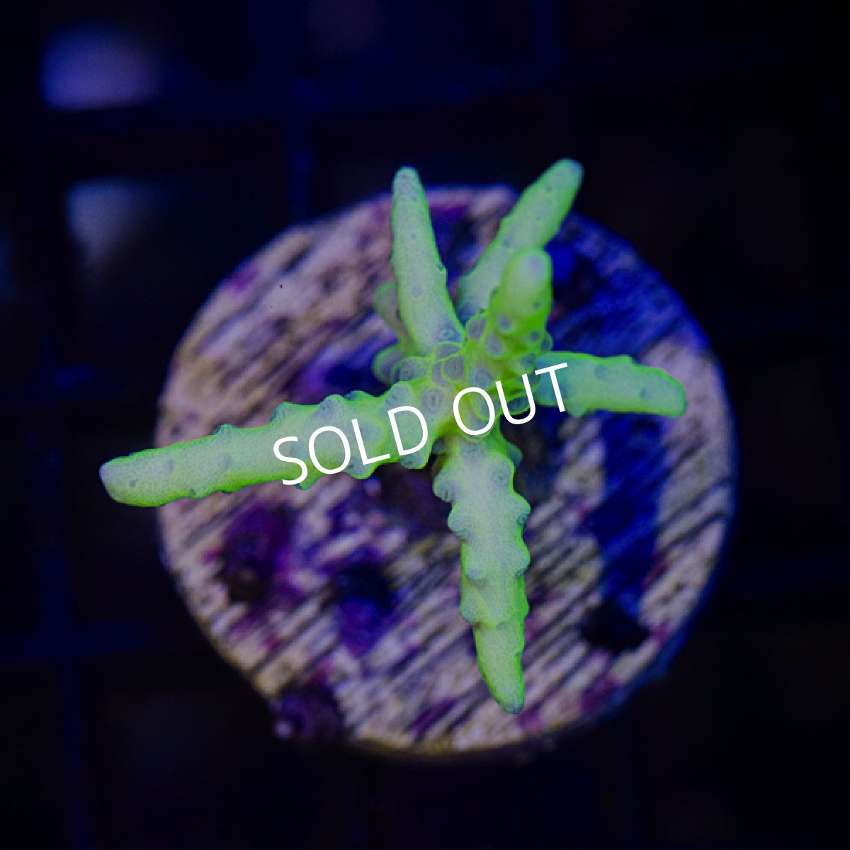 画像2: ■SALE30%OFF■ CE Anacropora Green Goblin (2)