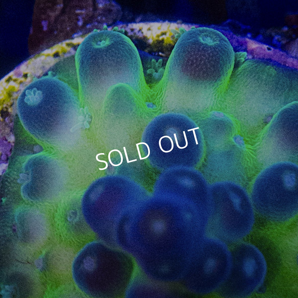 画像2: CE Acro Fakeinata (2)