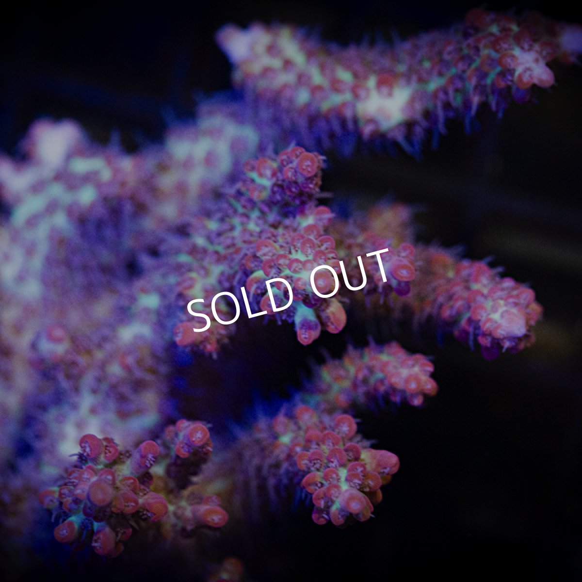 画像2: MK Acropora  SSC No.1 (2)