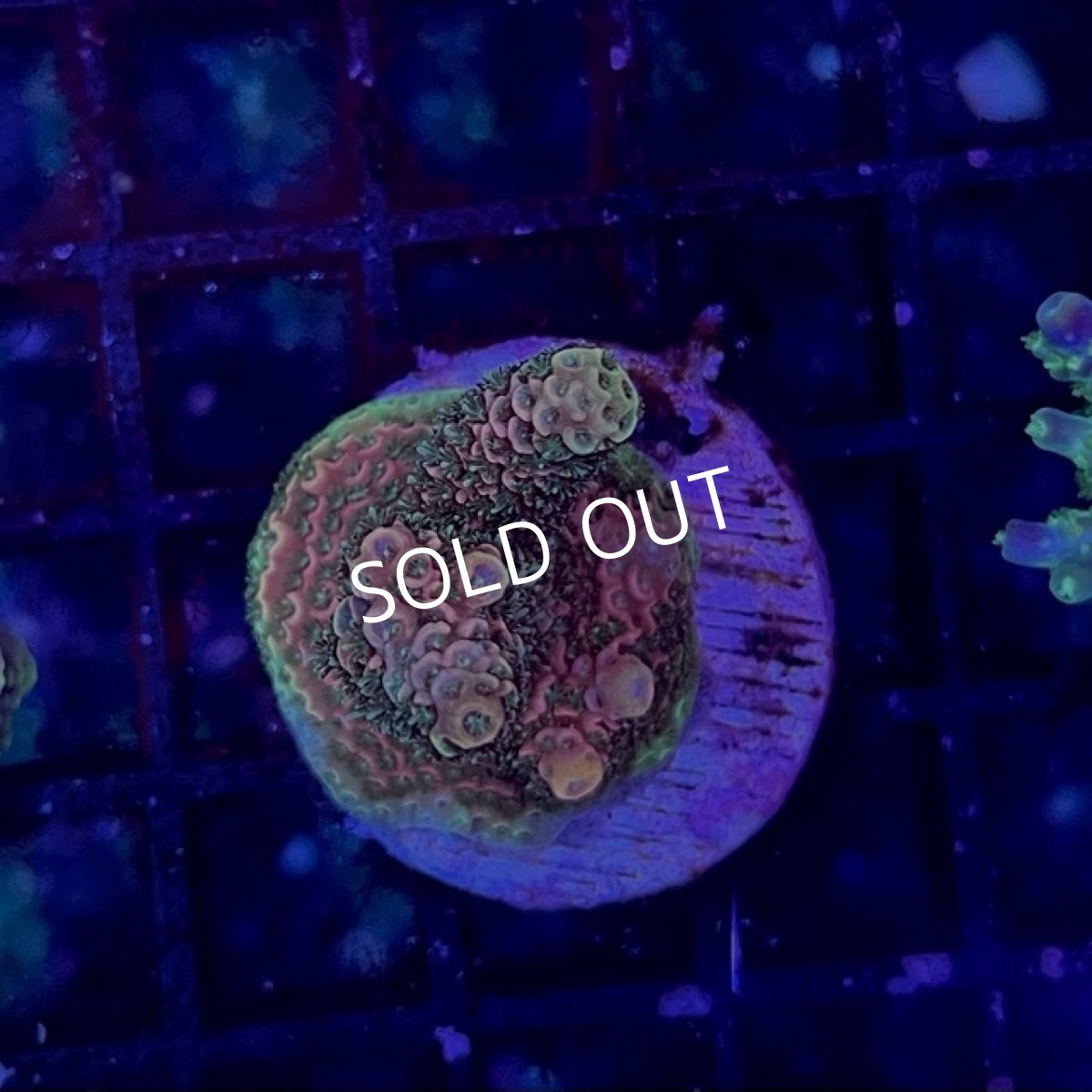 画像3: ■SALE30%OFF■ CE Acro Mille Copper/Red　No.2 (3)