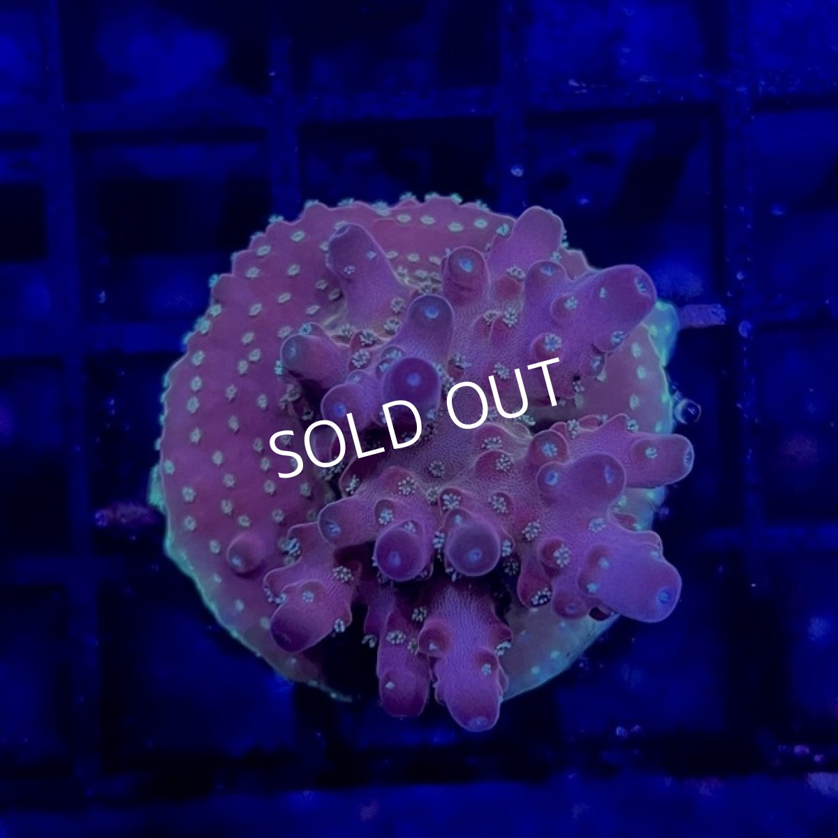 画像2: ■SALE30%OFF■　CE Acro Cherry Blossom No.1 (2)