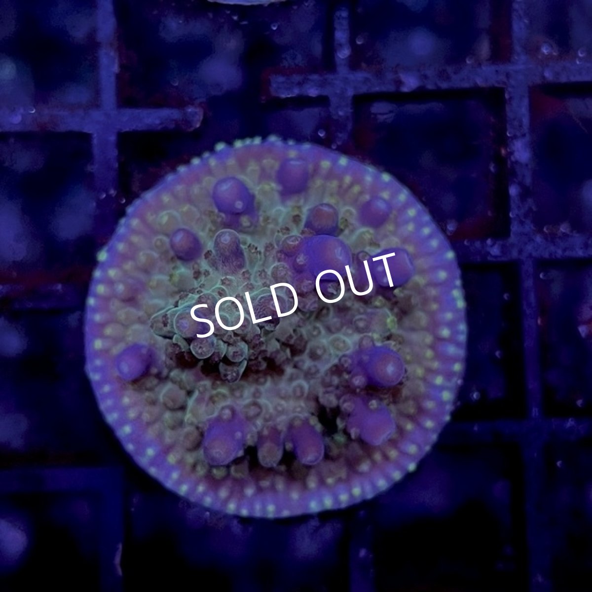 画像2: ■SALE30%OFF■　CE Acro King Piccolo (2)