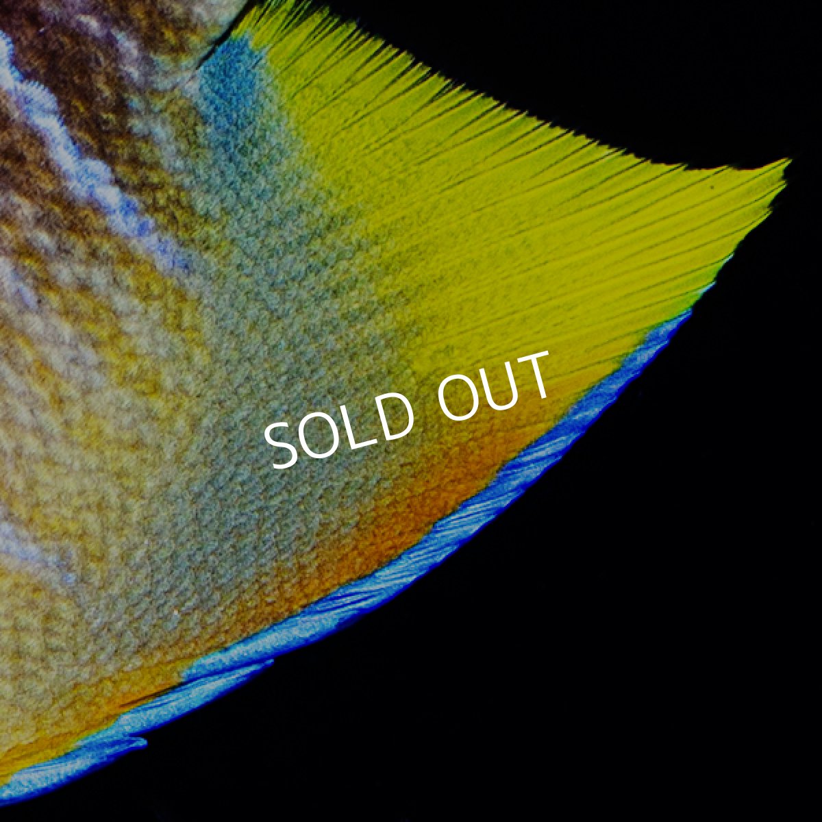 画像5: 【SALE】ブルーエンゼル　MS (5)