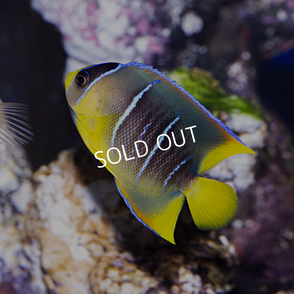 画像2: 【SALE】ブルーエンゼル　MS (2)