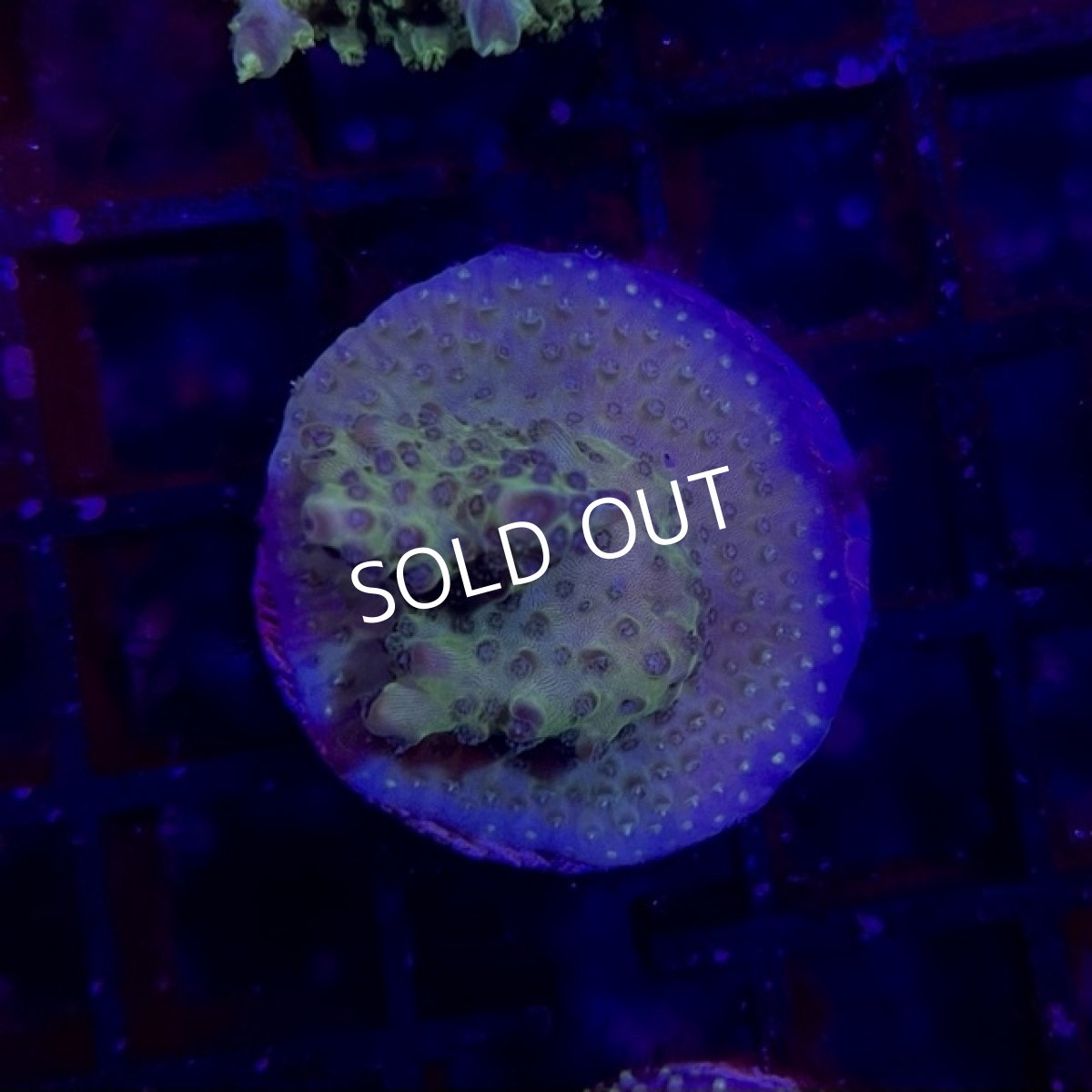 画像2: CE  Acro Aurora (2)