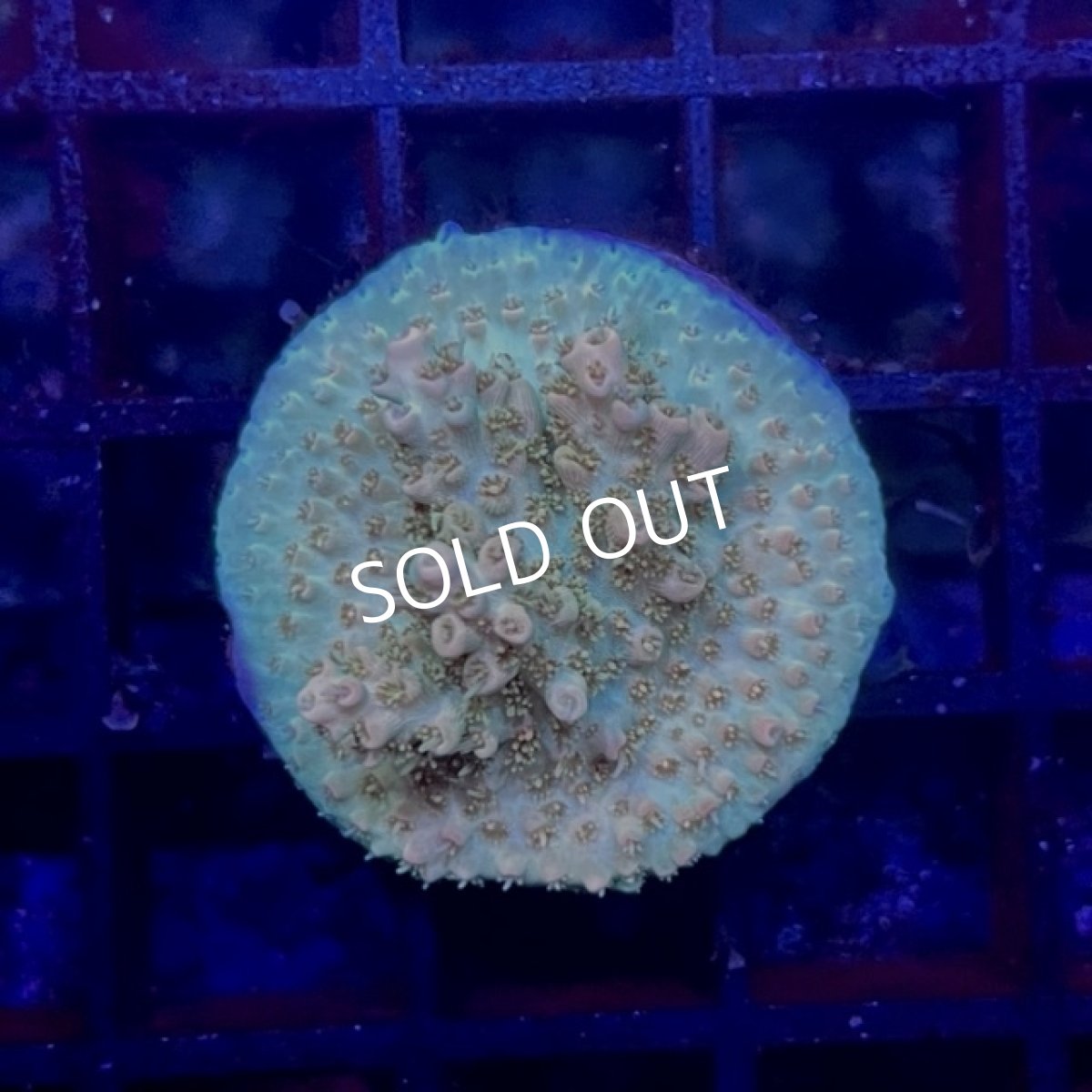 画像2: CE Acro Hyacinth Pink Tip No.1 (2)