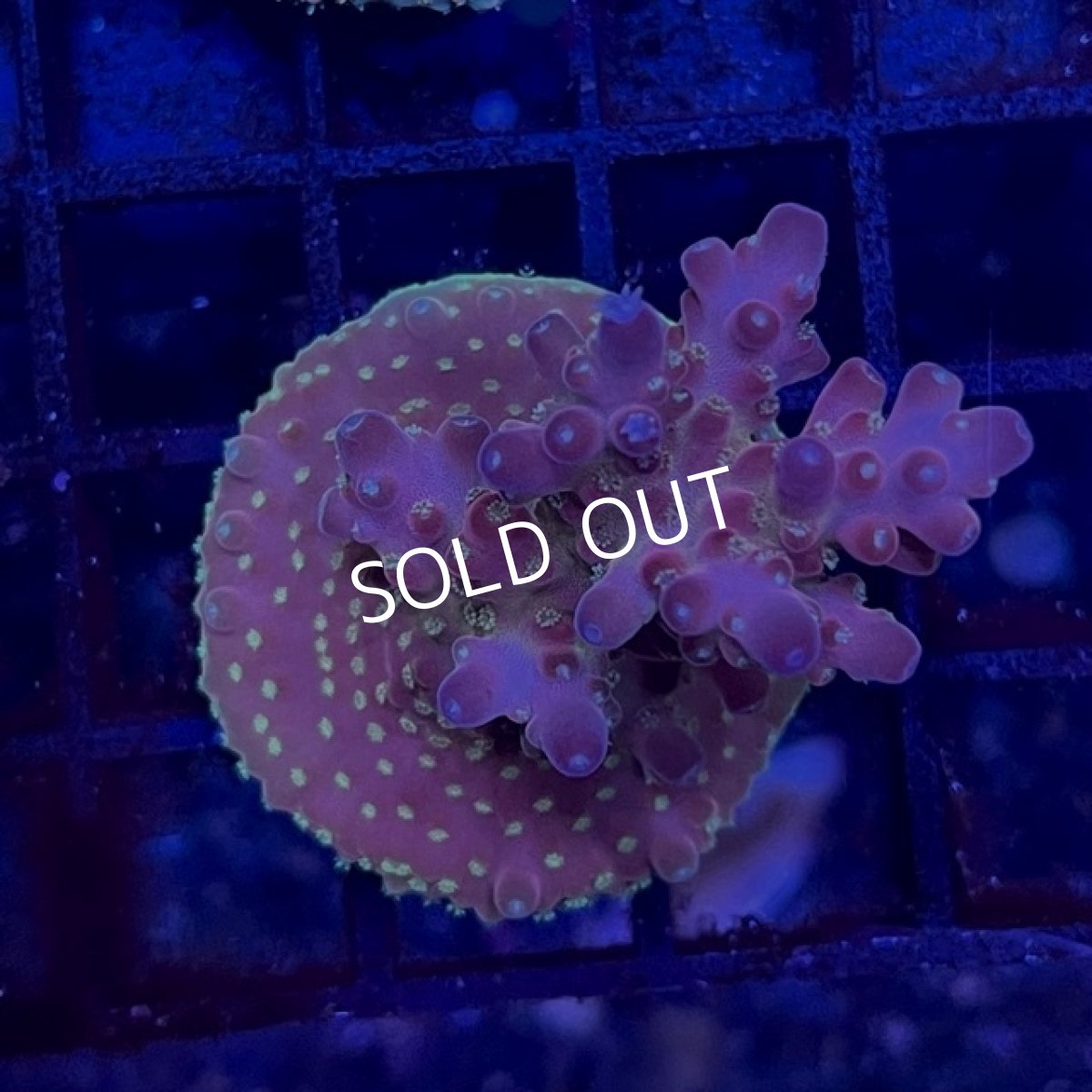 画像2: ■SALE30%OFF■ CE Acro Cherry Blossom No.2 (2)