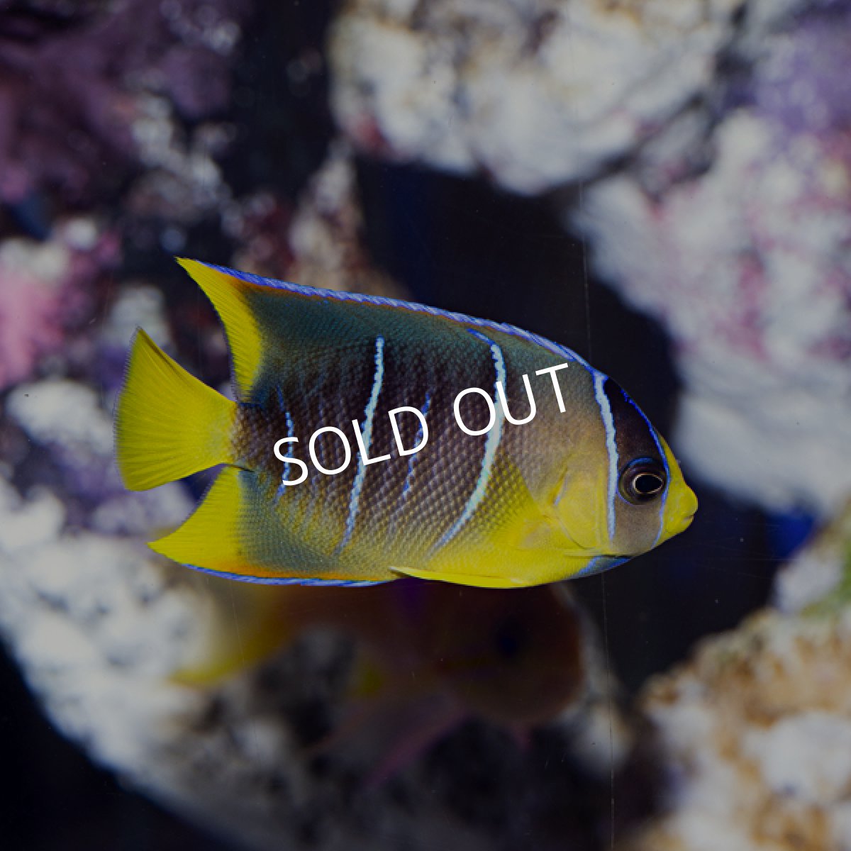 画像3: 【SALE】ブルーエンゼル　MS (3)