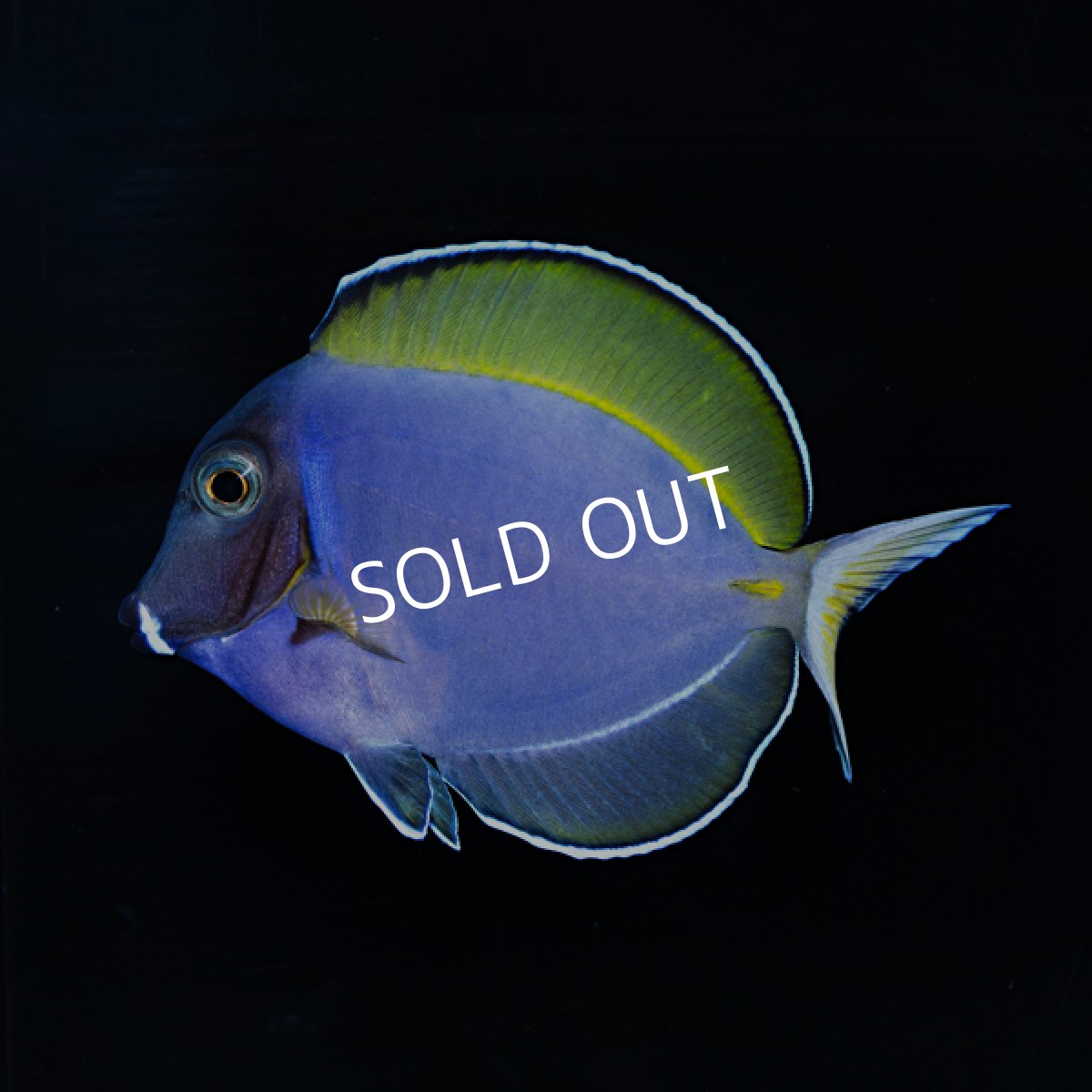 画像3: パウダーブルータン 交雑種 (3)