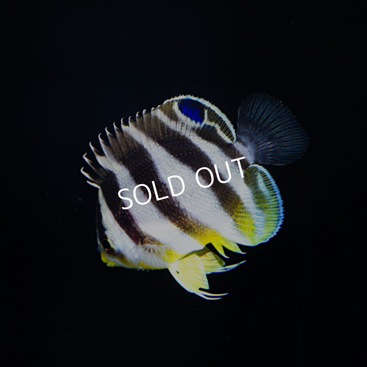 画像3: シマヤッコ 外産ブリード No.2 (3)