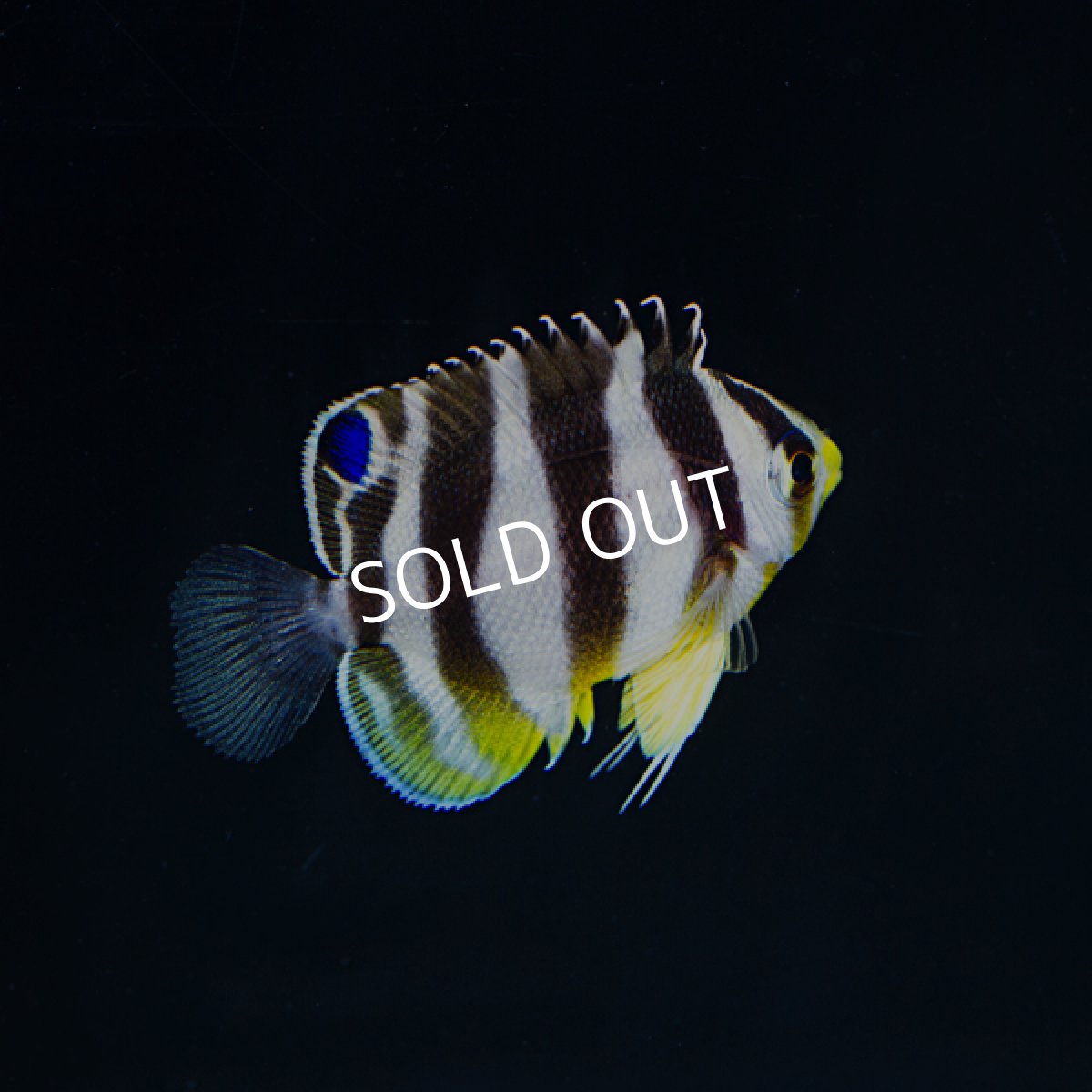 画像2: シマヤッコ 外産ブリード No.2 (2)