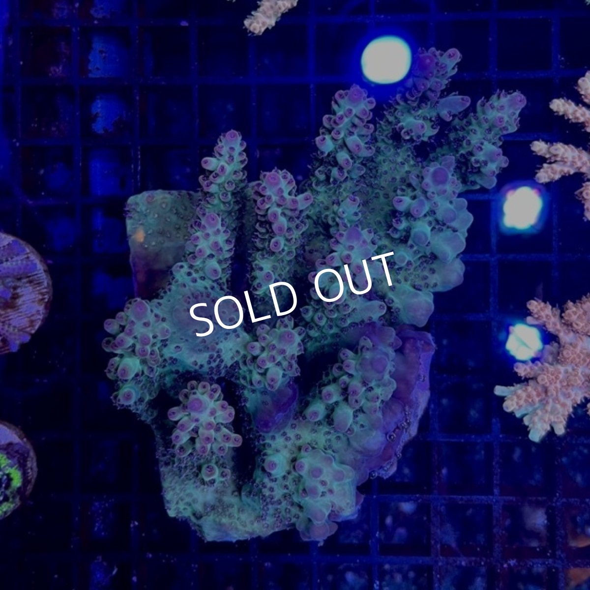 画像2:  ■SALE■IF Acropora Ultra No.108 (2)