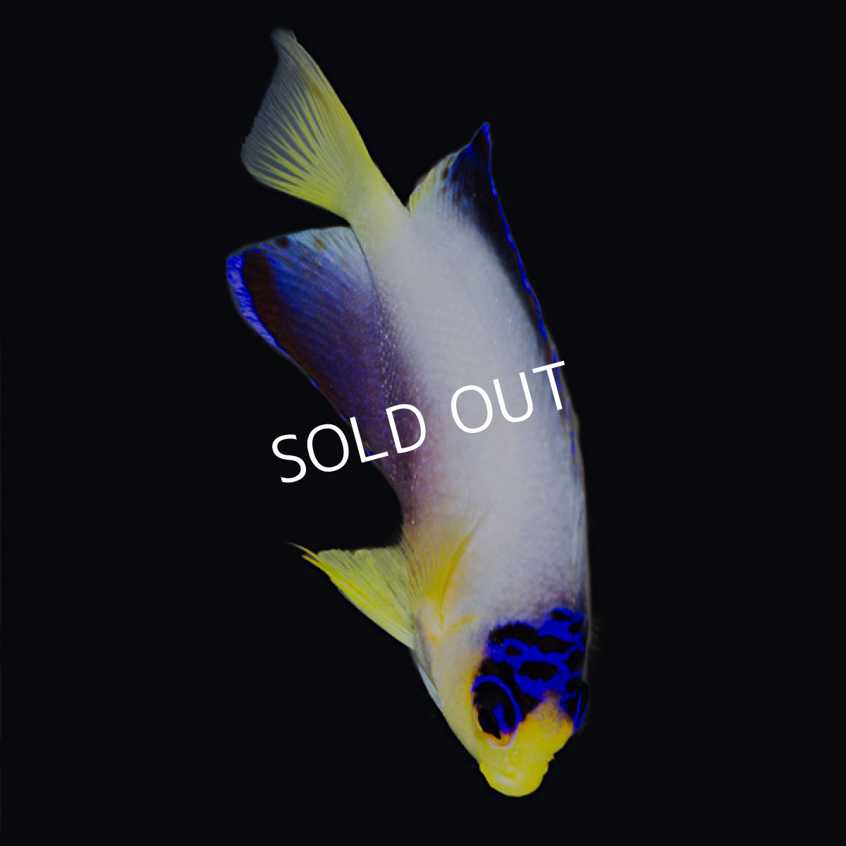 画像3: ■SALE■ マルチカラーピグミーエンゼル (3)