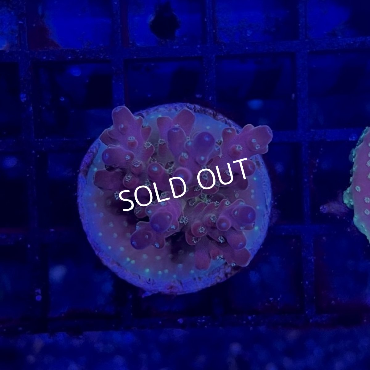 画像3: ■SALE■CE Acro Island Red Devil No.2 (3)