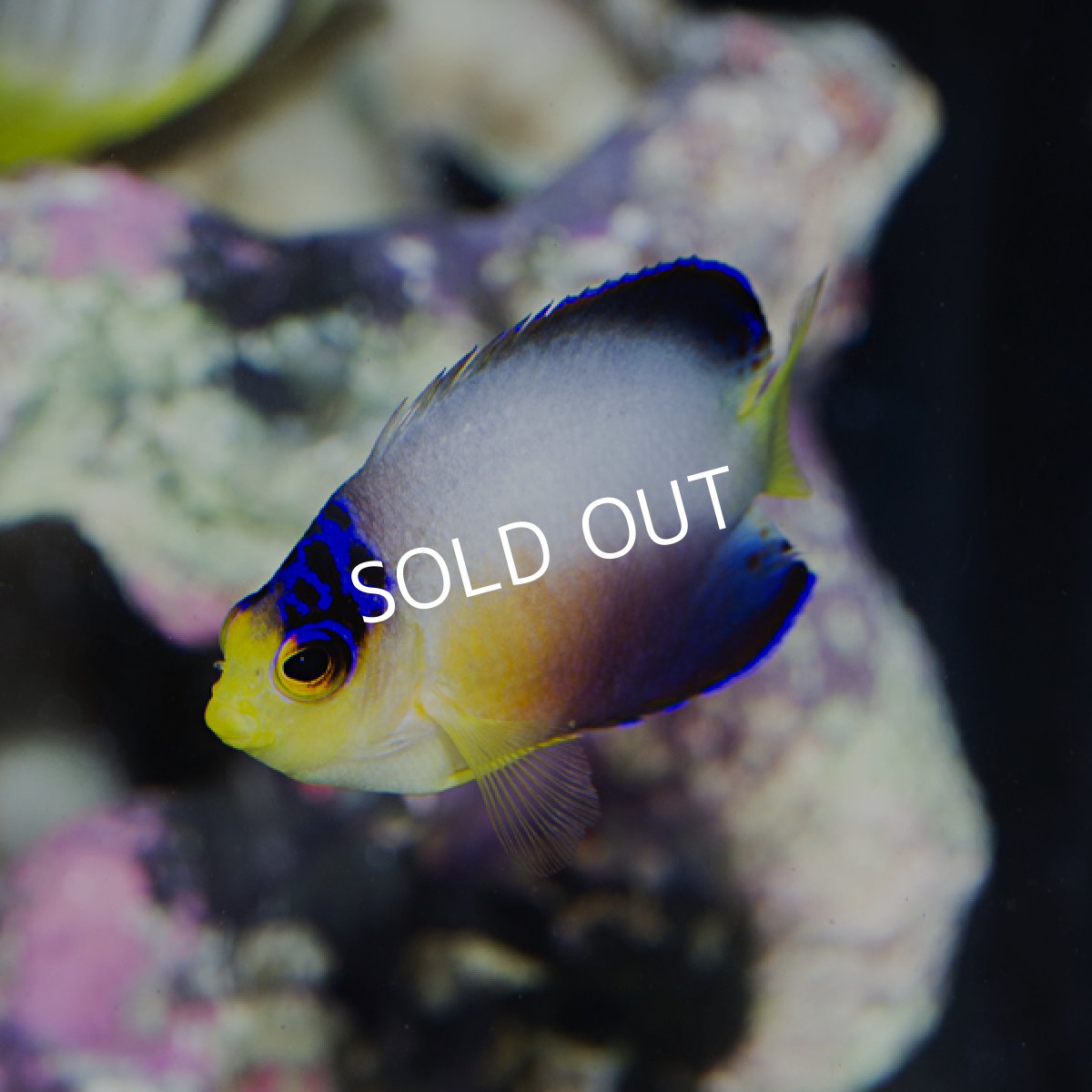 画像2: ■SALE■ マルチカラーピグミーエンゼル (2)