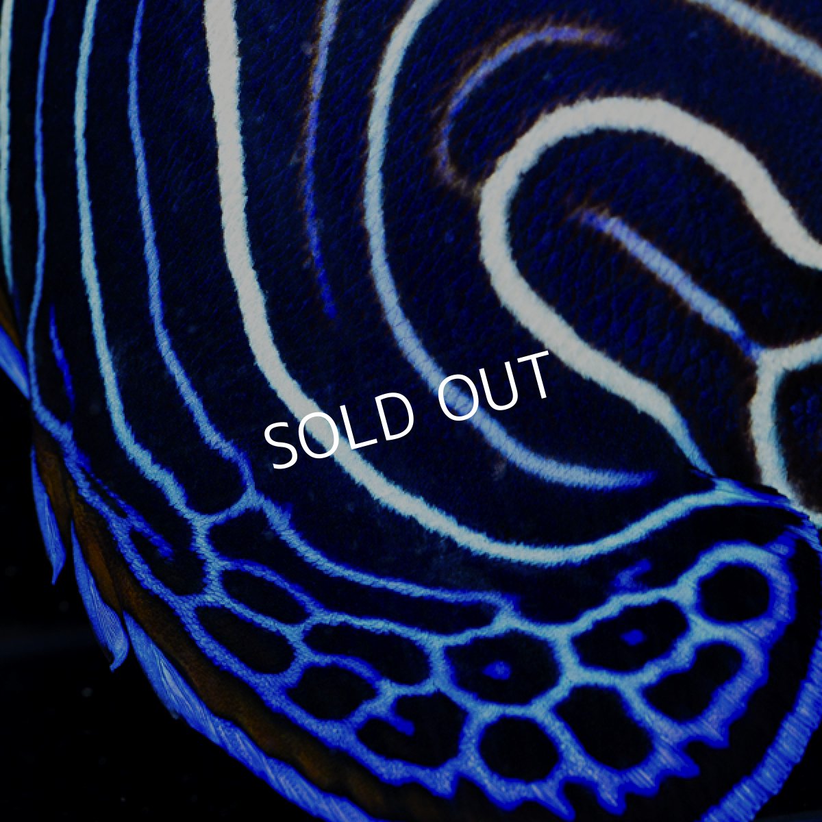 画像2: タテジマキンチャクダイ　八重山産 (2)