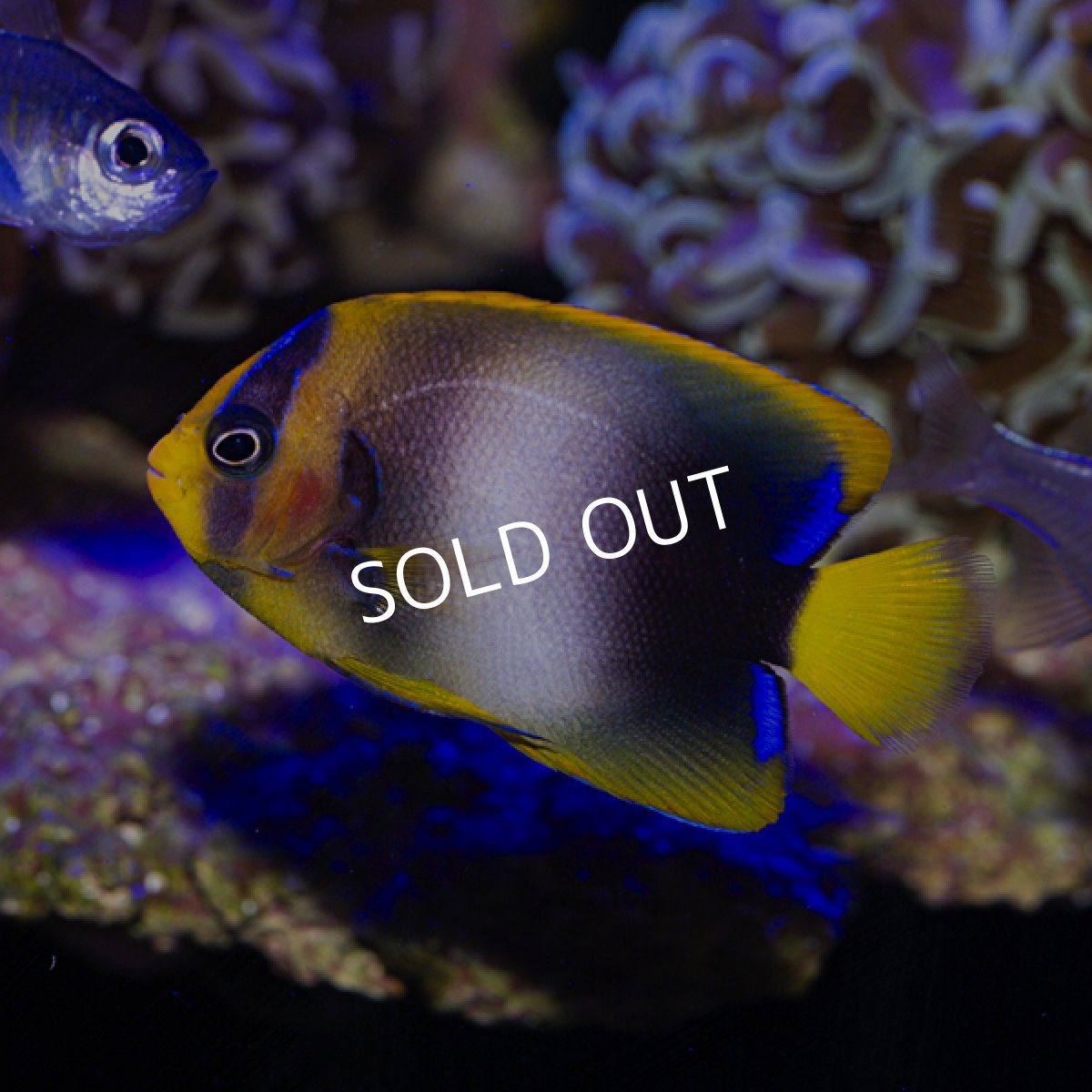 画像3: ウエストアフリカンエンゼル　 (3)