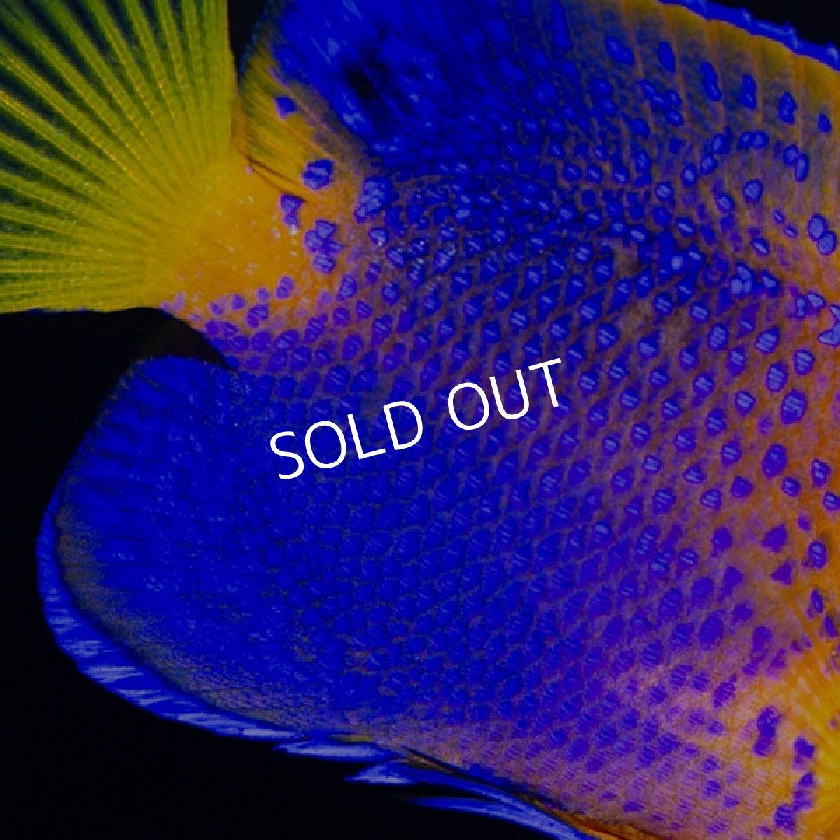 画像3: レンテンヤッコ 国産ブリード (3)