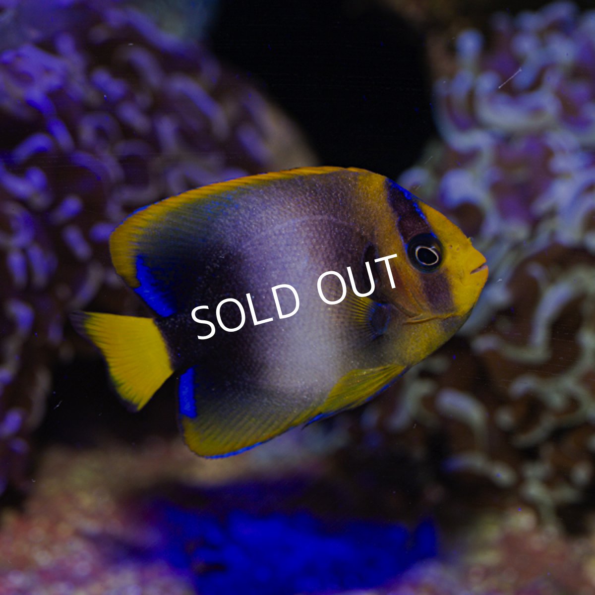 画像2: ウエストアフリカンエンゼル　 (2)