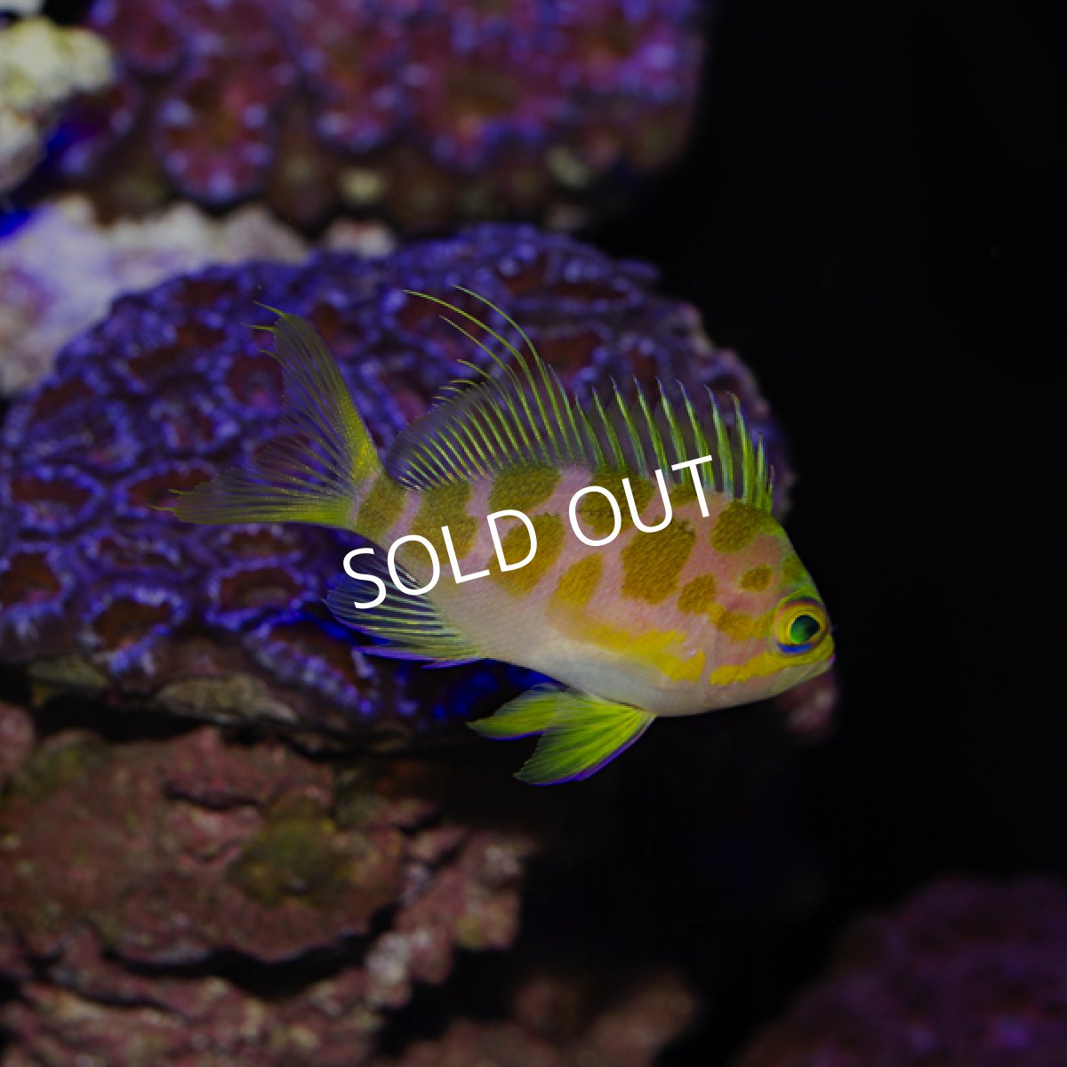 画像2: マダラハナダイ (2)