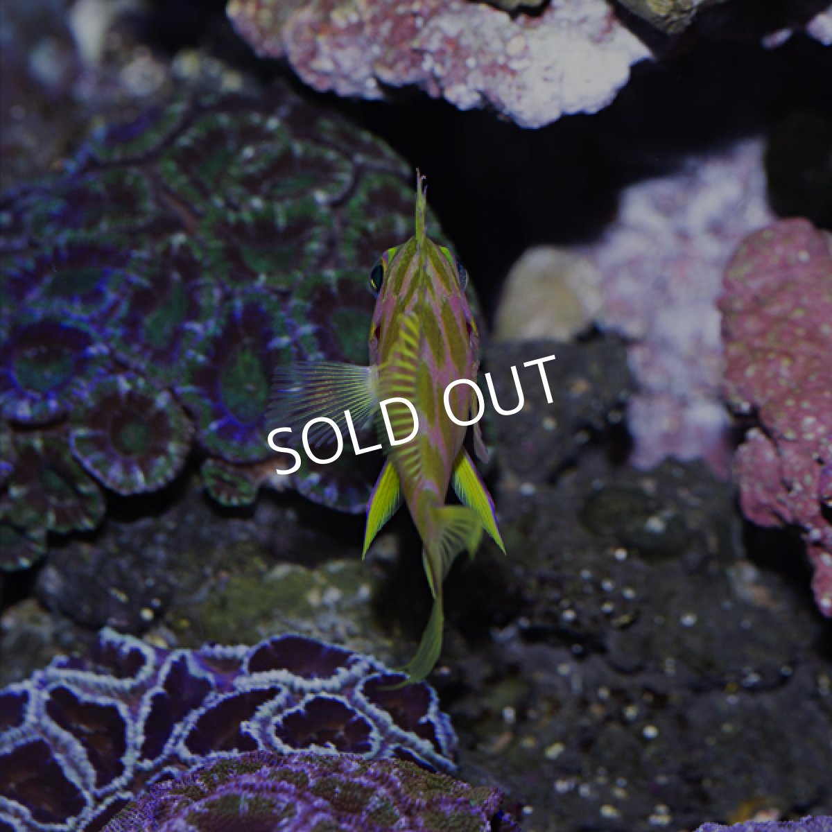 画像3: マダラハナダイ (3)