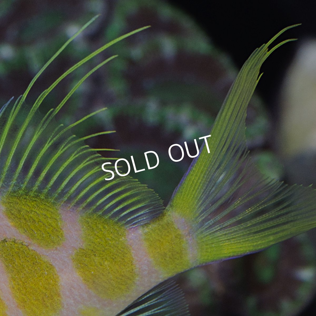 画像4: マダラハナダイ (4)