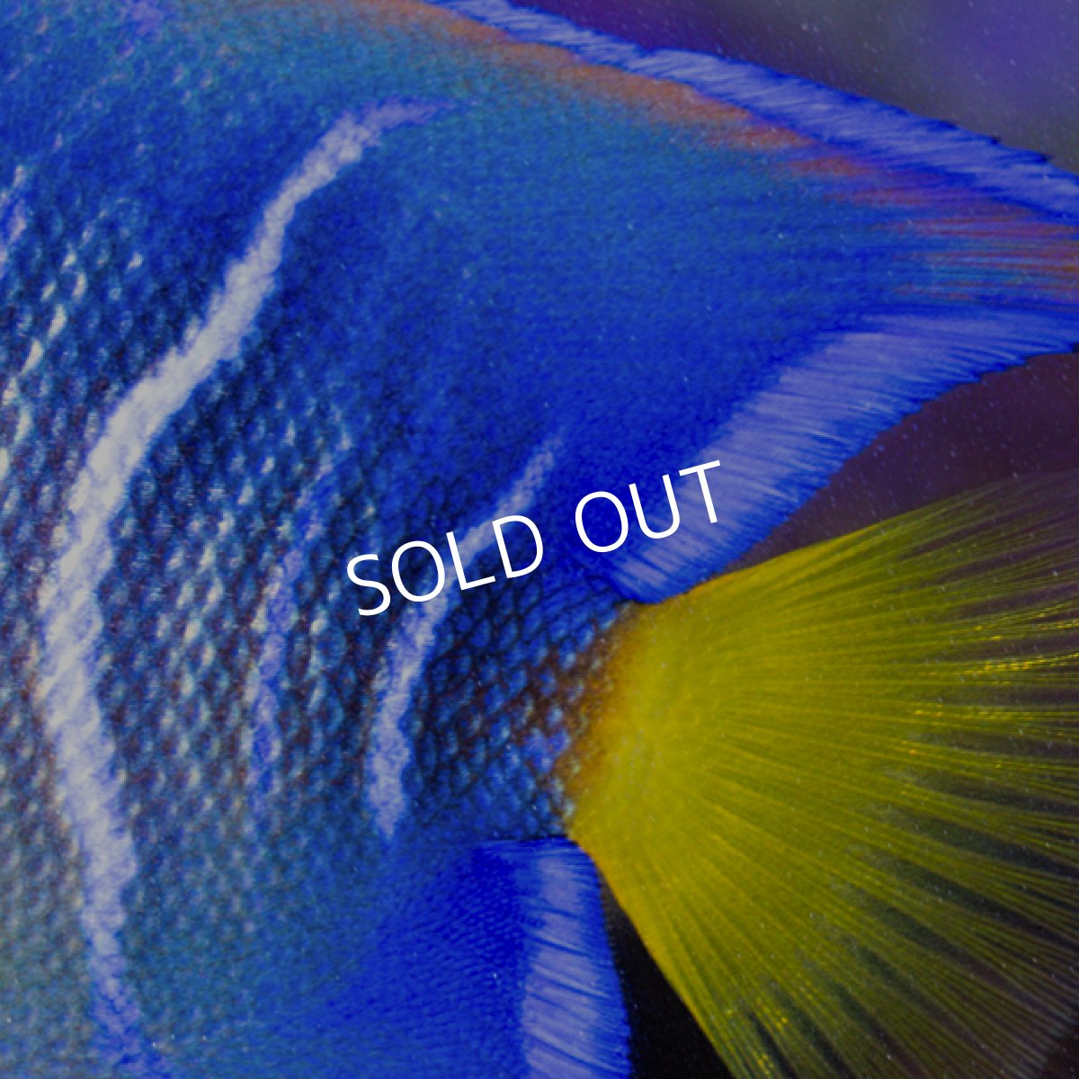 画像5: クイーンエンゼル M カリブ便 (5)