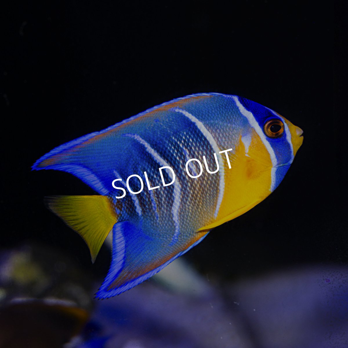 画像2: クイーンエンゼル M カリブ便 (2)