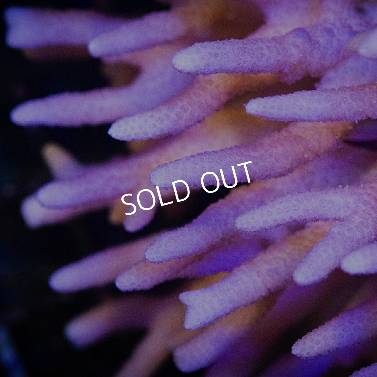 画像2: ■SALE■トゲサンゴ　フィジー No.3 (2)