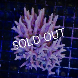 セレクト・SPS - 海水魚専門店 ceppo onlinestore