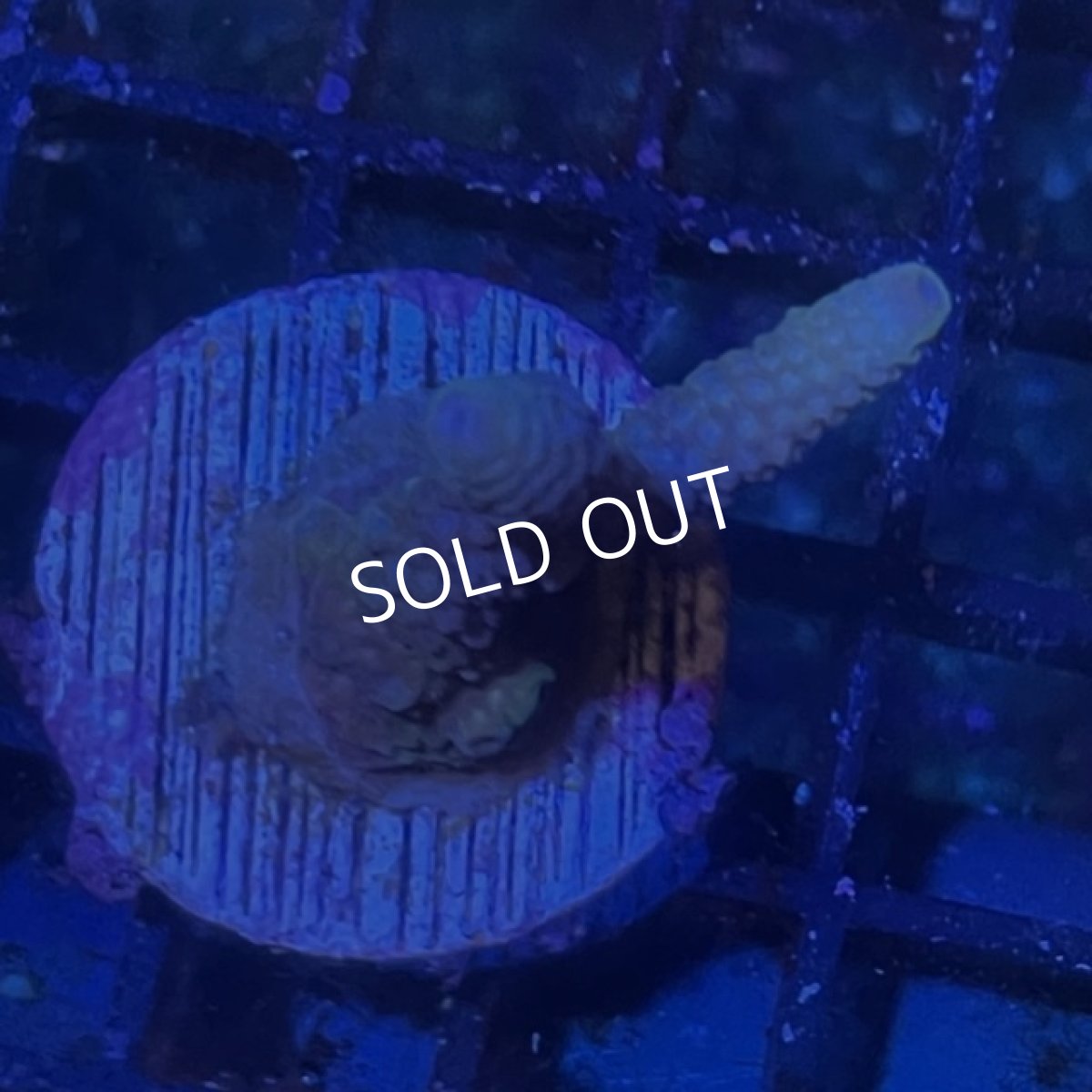 画像4: ■SALE30%OFF■ CE Acro Mille Purple/Blue (4)