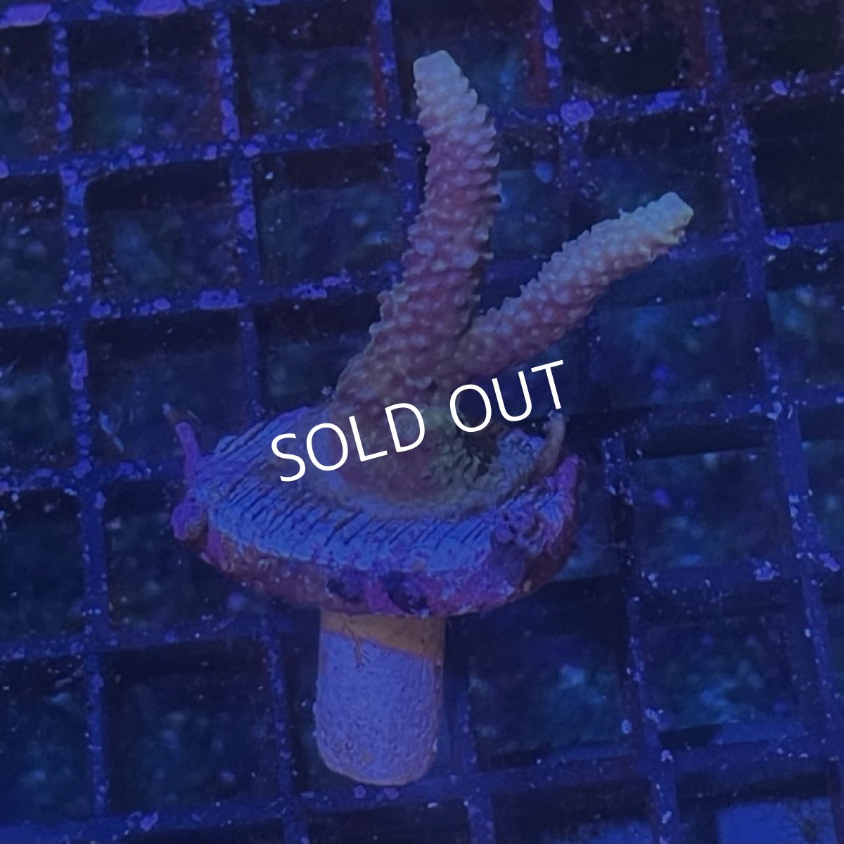 画像3: ■SALE30%OFF■ CE Acro Mille Purple/Blue (3)