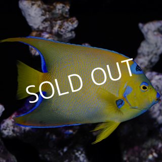 短期間販売 クイーンエンゼル