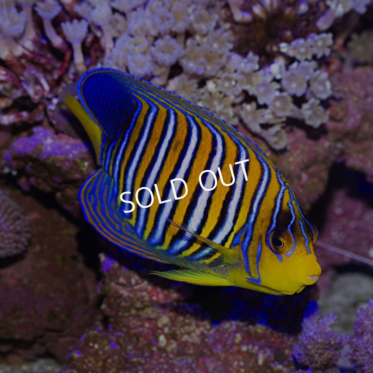 画像2: ■SALE■ニシキヤッコ　モルジブ (2)