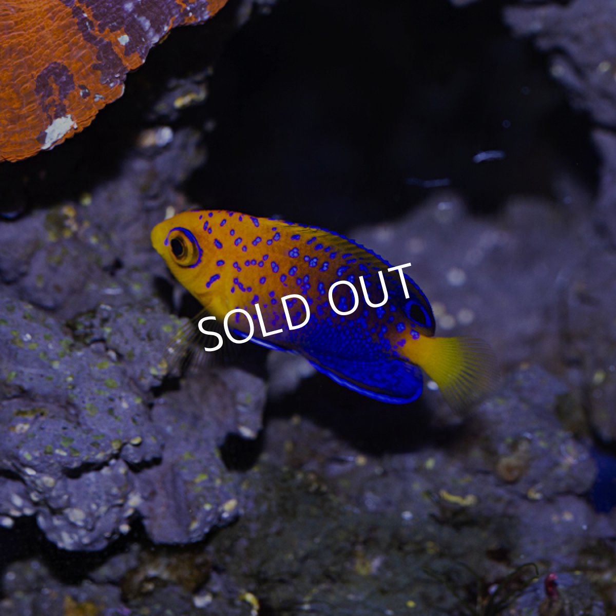 画像2: ■SALE■レンテンヤッコ (2)