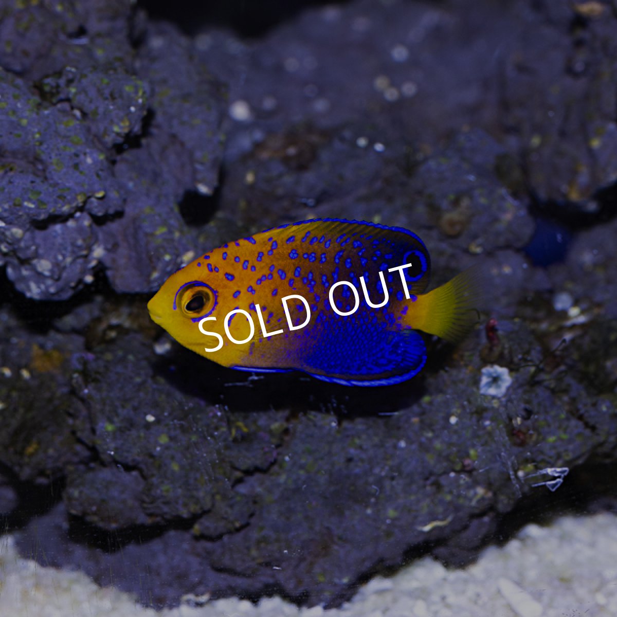 画像3: ■SALE■レンテンヤッコ (3)