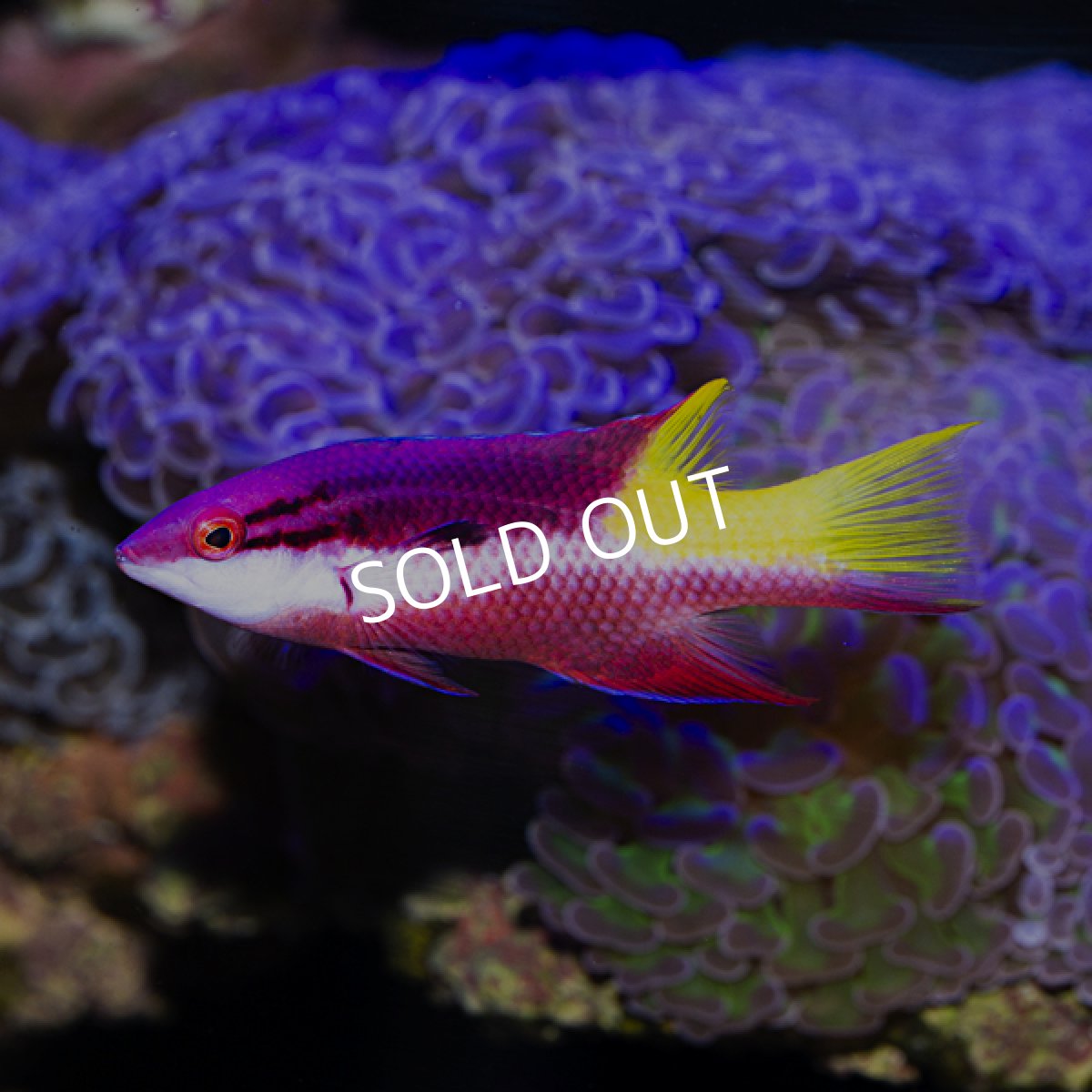 画像2: ■SALE■ キューバンホグフィッシュ (2)