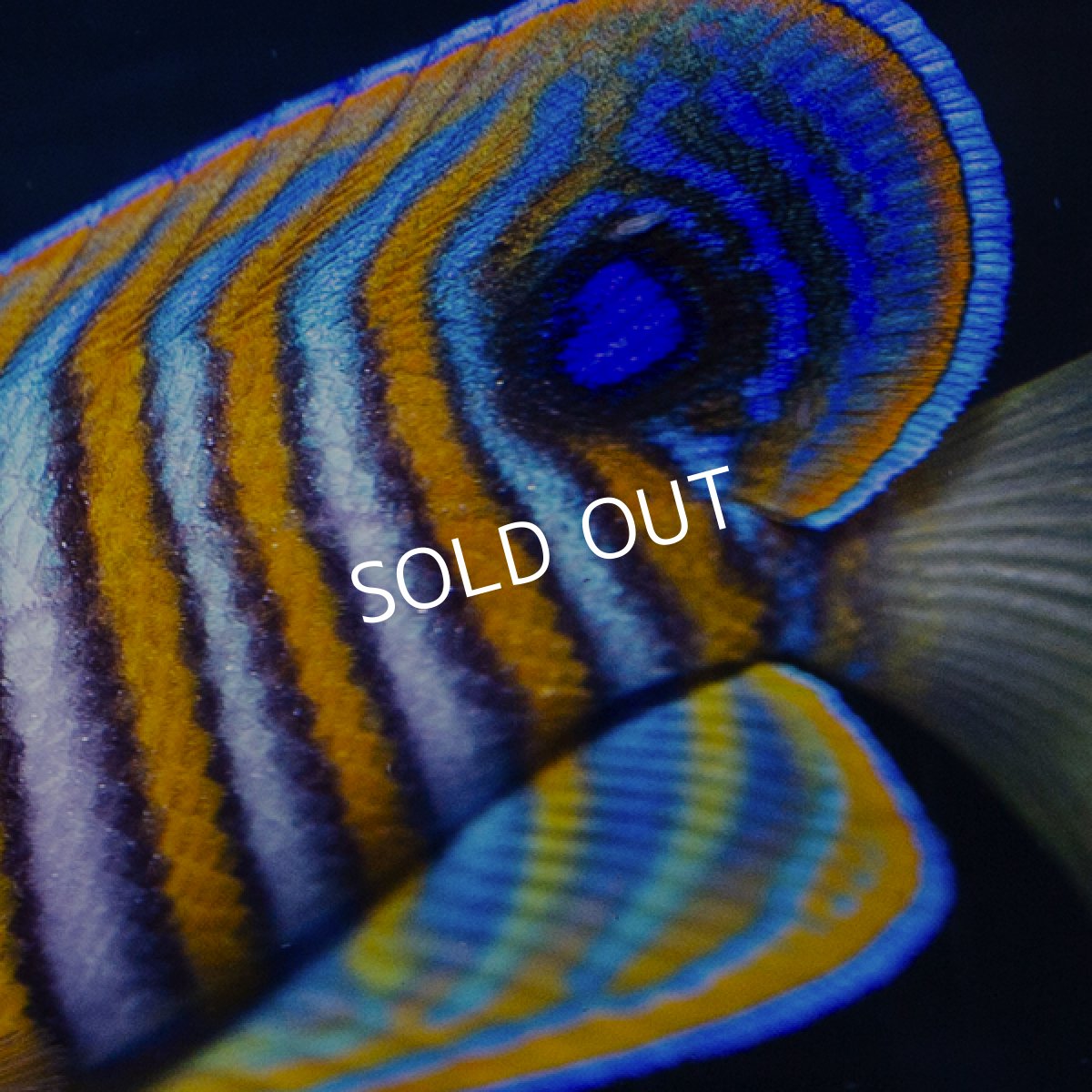 画像3: ■SALE■ニシキヤッコ 八重山産 (3)