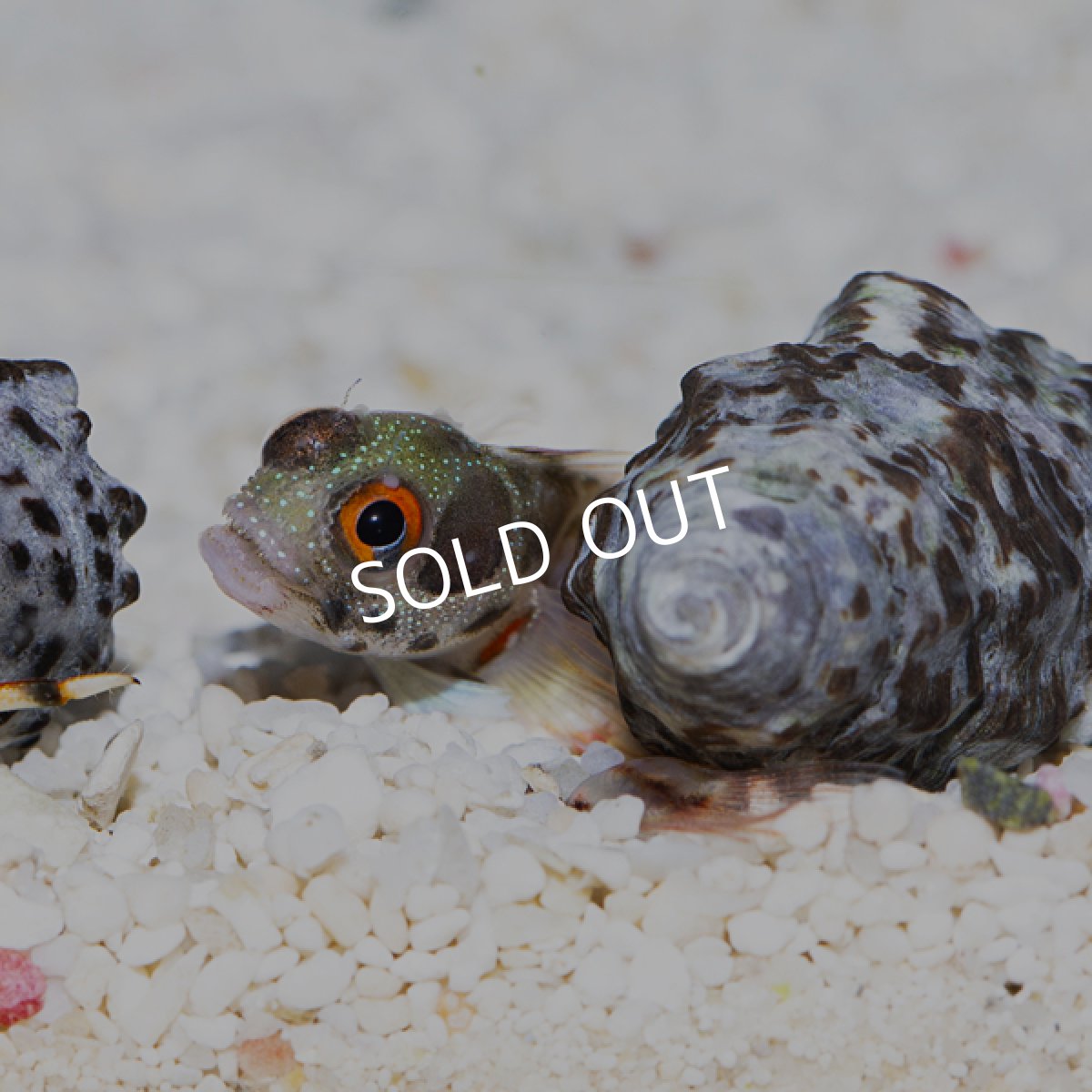 画像2: ■SALE■バーナクルブレニー (2)