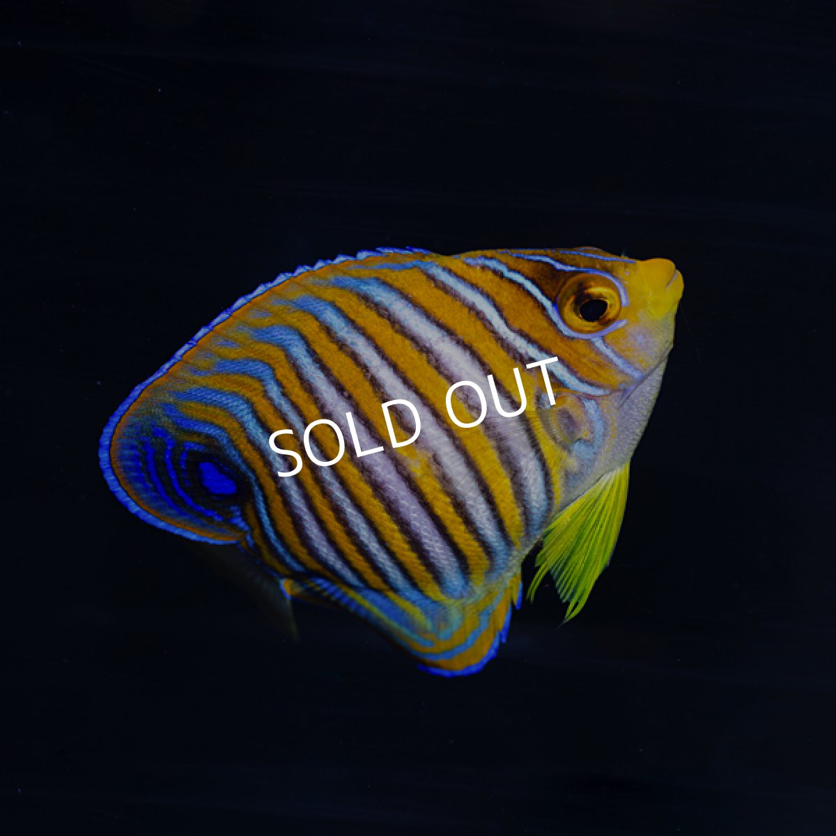 画像2: ■SALE■ニシキヤッコ 八重山産 (2)