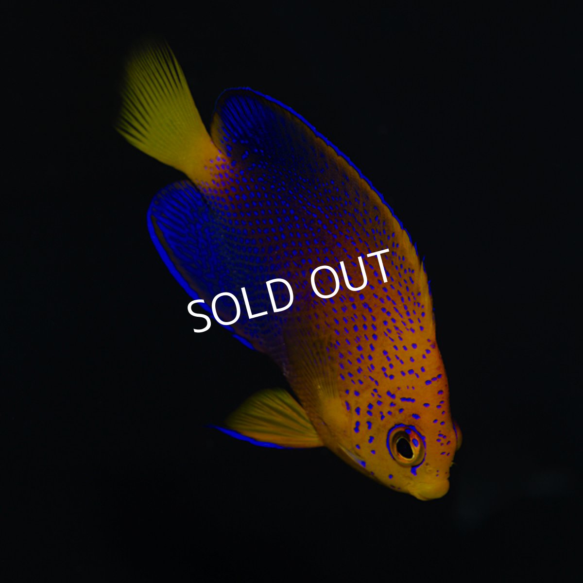 画像2: ■SALE■レンテンヤッコ (2)