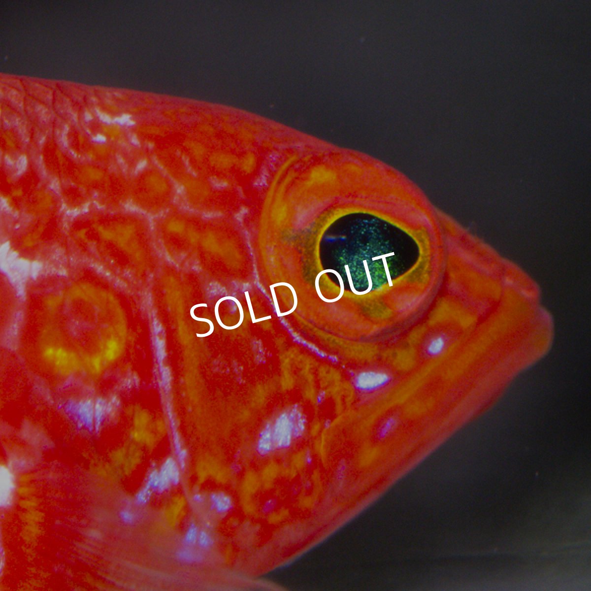 画像5: オシャレハナダイ (5)