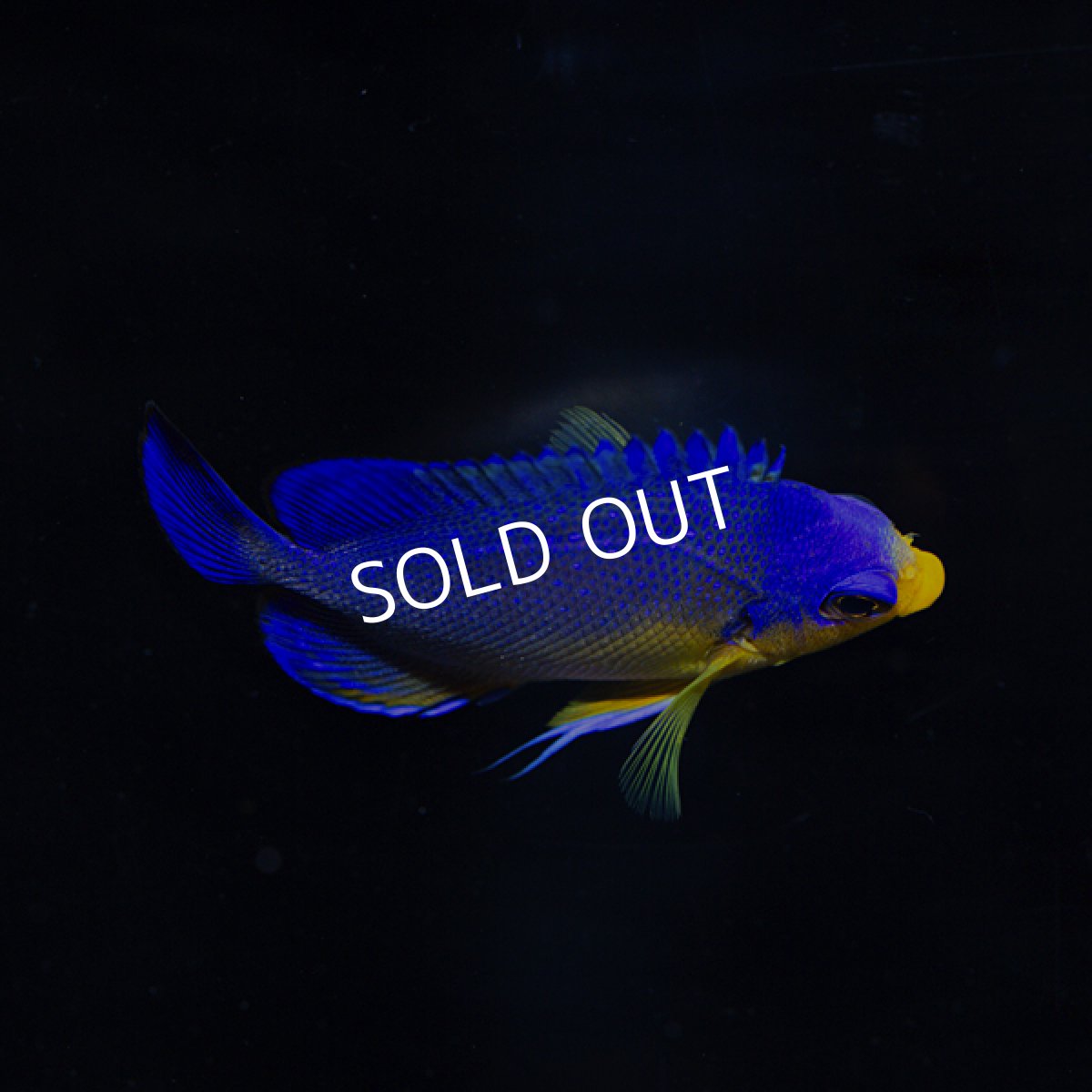 画像4: ■SALE■スミレヤッコ 八重山産  (4)