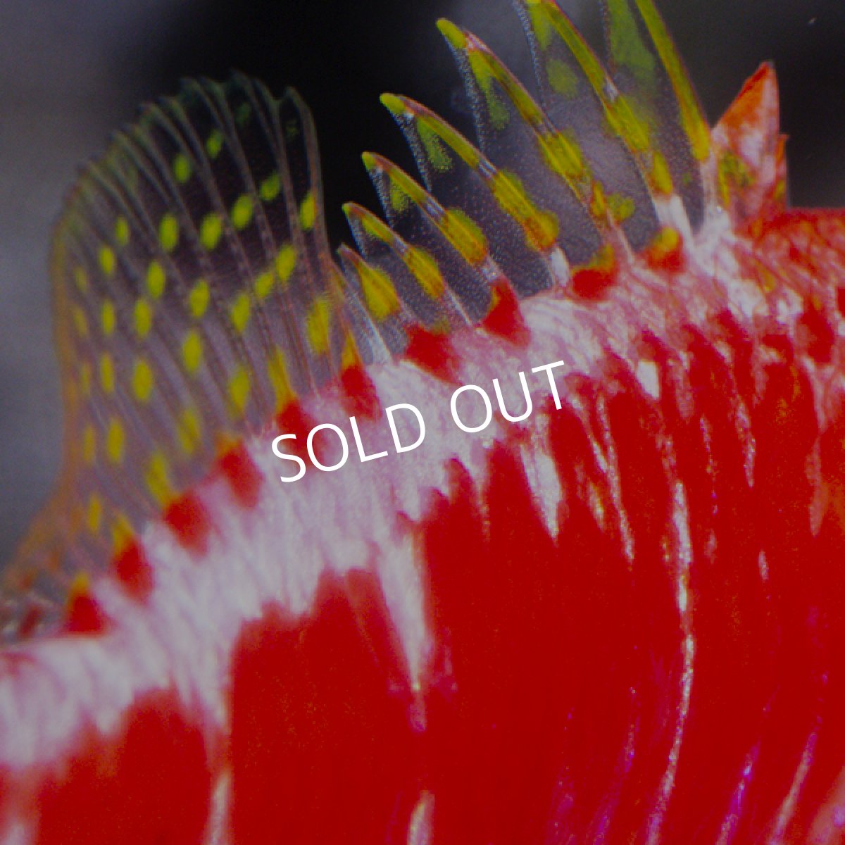 画像6: オシャレハナダイ (6)